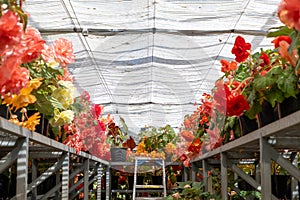 Pots of flowers are inside a greenhouse with protective sheeting covering the ceiling