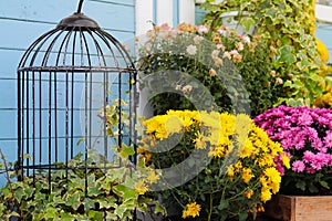 Pots of flowers near the entrance of a country house or a shop, autumn