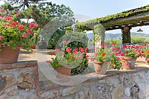 Pots of geraniums blooming on the fence of one of the city spanking in Tossa de Mar, Spain.