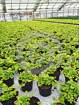 Pots with green plants in a garden center