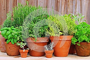 Pots of herbs in garden