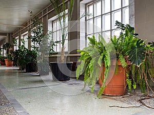 Pots with high flowers in a corridor. Houseplants of different types