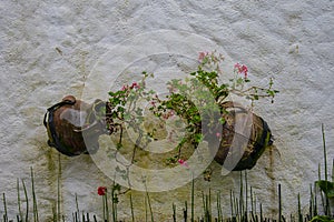 pots hung in partede with beautiful flowers