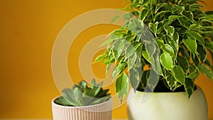 Pots with indoor plants on a yellow background: ficus benjamin kinki and succulents. The hand puts the flowers on the table. Care