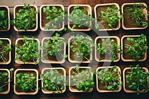 Pots with Microgreens