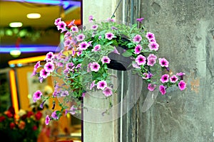 Pots with ornamental flowers.