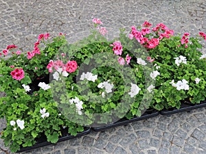 Pots with pelargoniums