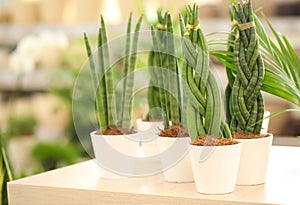 Pots with sansevieria plants on table