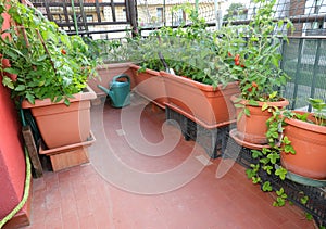 Pots of tomato in the terrazza of an house in the city