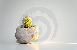 Pots and trees on white background