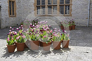 Pots of tulips growing in a courtyard