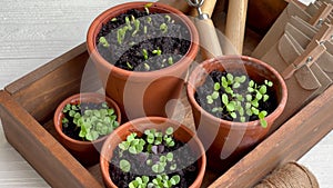 Pots with various vegetables seedlings