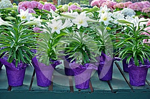 Pots of white easter lilies photo