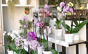 Pots wiht orchids stand in a farmer's market