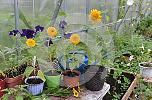 Pots with yellow flowers and vegetables seedlings in greenhouse