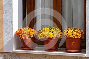 pots with yellow flowers in a window sill