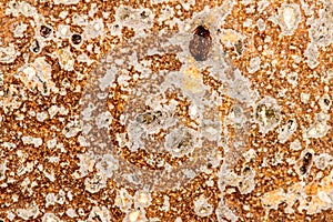 Potsherd, antique closeup of the surface photo