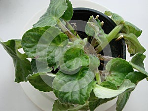 Violet senpolia has a leaf disease. Sunburn, damage to the leaves of violets photo