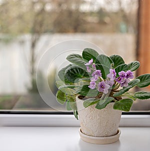 Potted African violet Saintpaulia against the window.
