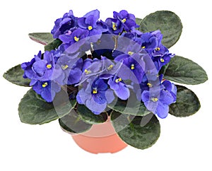 Potted African Violet (Saintpaulia ionantha)