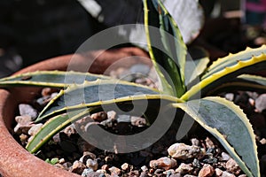 Potted agave americanca variegated