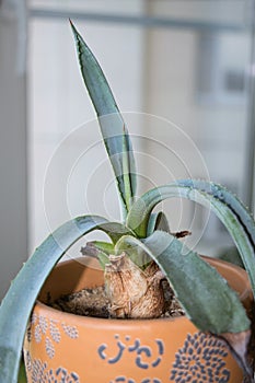 Potted agave with blue leaves