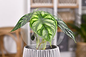 Potted `Alocasia Baginda Dragon Scale` houseplant photo