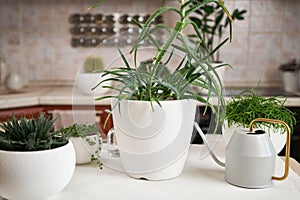 Potted aloe House plant, aloe aristata and ripsalis on a table indoors