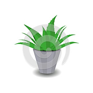 Potted aloe plant, houseplant, restorations growing in Asia, Africa, Thailand, India, Mexico