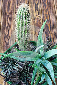 Potted Aloe Vera Plant on wooden table. Aloe vera leaves tropical green plants tolerate hot weather closeup selectiv focus Urban g