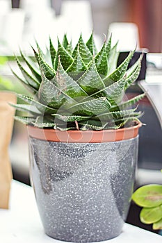 Potted Aloe Vera Plant on wooden table. Aloe vera leaves tropical green plants tolerate hot weather closeup selectiv focus Urban g