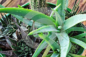 Potted Aloe Vera Plant on wooden table. Aloe vera leaves tropical green plants tolerate hot weather closeup selectiv focus Urban g photo