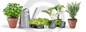 potted of aromatic plants and vegetable seedling with a watering can -gardening concept