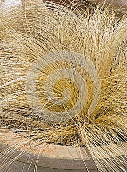 Potted Autumn Dormant Straw Plant.