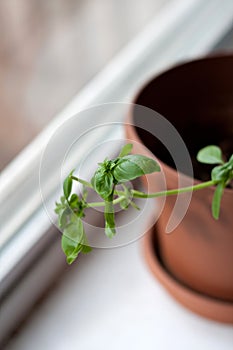 Potted Basil Plant