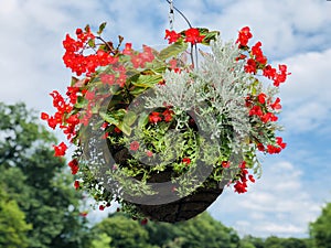 Potted Begonia semperflorens flowers blooming