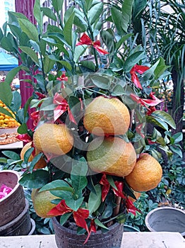 Potted Big Tangerine means good luck for Chinese Lunar New Year decoration