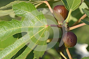 Potted Black fig Ficus carica `Mission` growing as a house plant