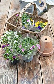 potted in bloom and a wicker basket filled with flowers and gardening tools