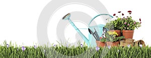 Potted blooming flowers and gardening tools on grass against white background, space for text. Banner design