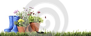 Potted blooming flowers and gardening tools on grass against white background, space for text. Banner design