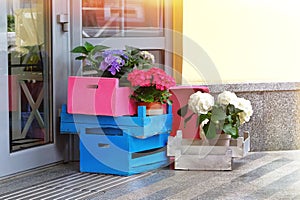 Potted blue, rose and white buldenezh in wooden boxes decorates the facade of a flower shop. Bright flowers adorn the entrance to