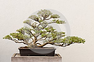 Potted Bonsai Tree