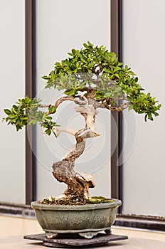 Potted Bonsai Tree