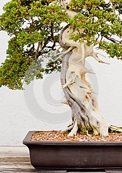 Potted Bonsai Tree