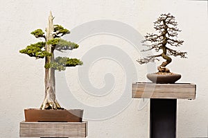 Potted Bonsai Tree