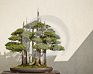 Potted Bonsai Tree
