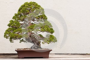Potted Bonsai Tree