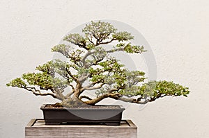 Potted Bonsai Tree photo