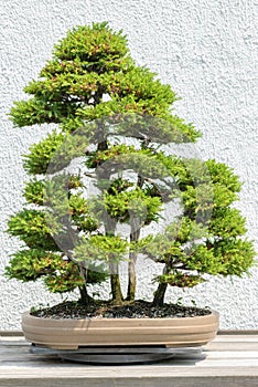 Potted Bonsai Tree